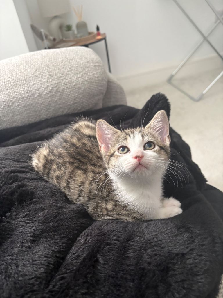 2 female tabby cats