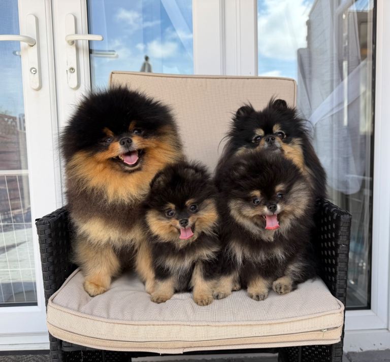 👑 Exclusive Rare Black & Tan Pomeranians 👑