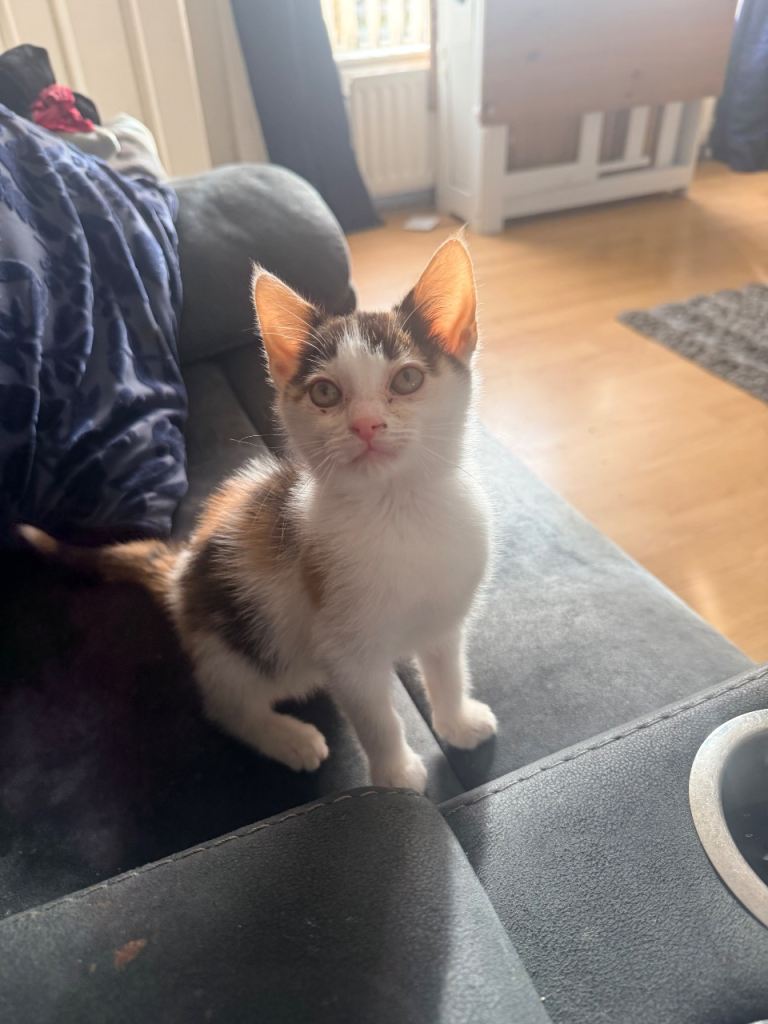 Gone pending collection 2 13 week old kittens