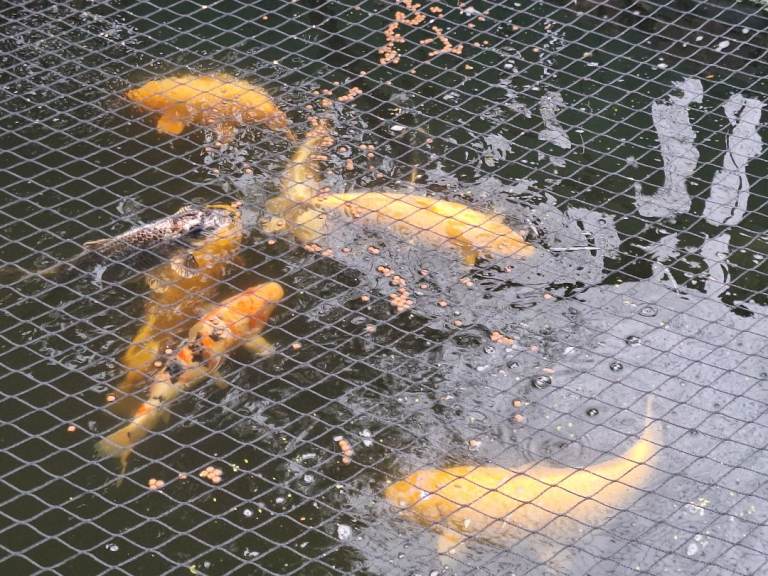 Japanese Koi Fish 