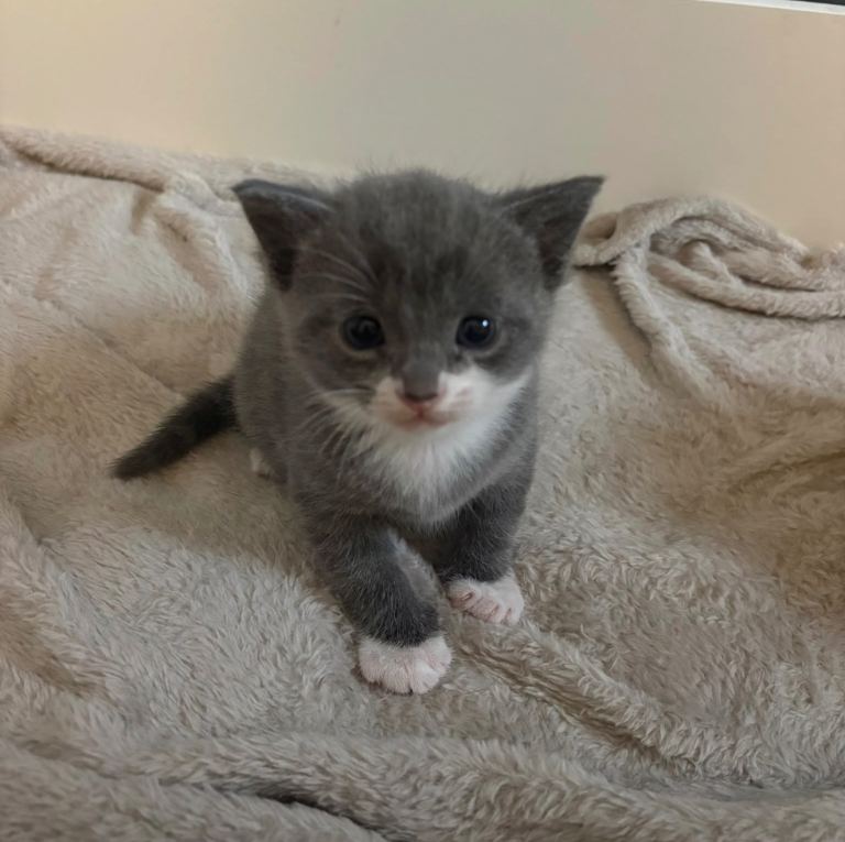 kittens for sale 2 boys 