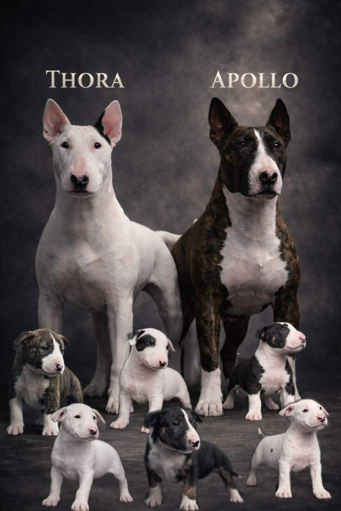 English Bull Terrier Pups