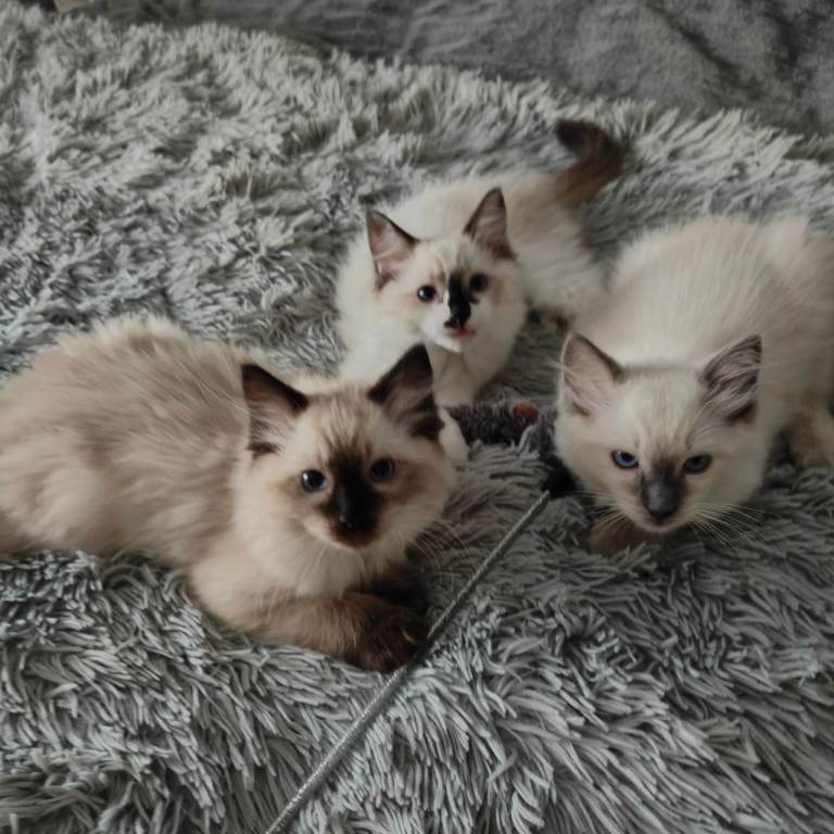 Ragdoll 