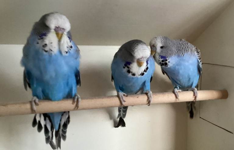 Hand tame baby blue budgies