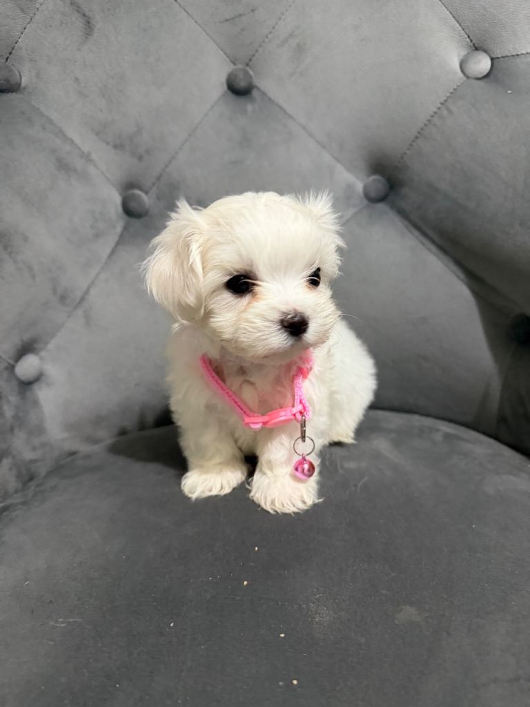 Title Puppies for sale beautiful Maltase