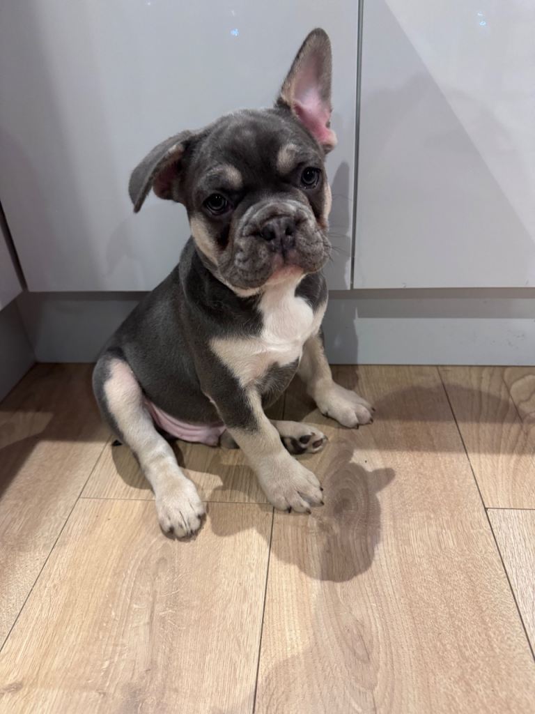 🐾 Blue & Tan French Bulldog Puppy – Ready Now 🐾