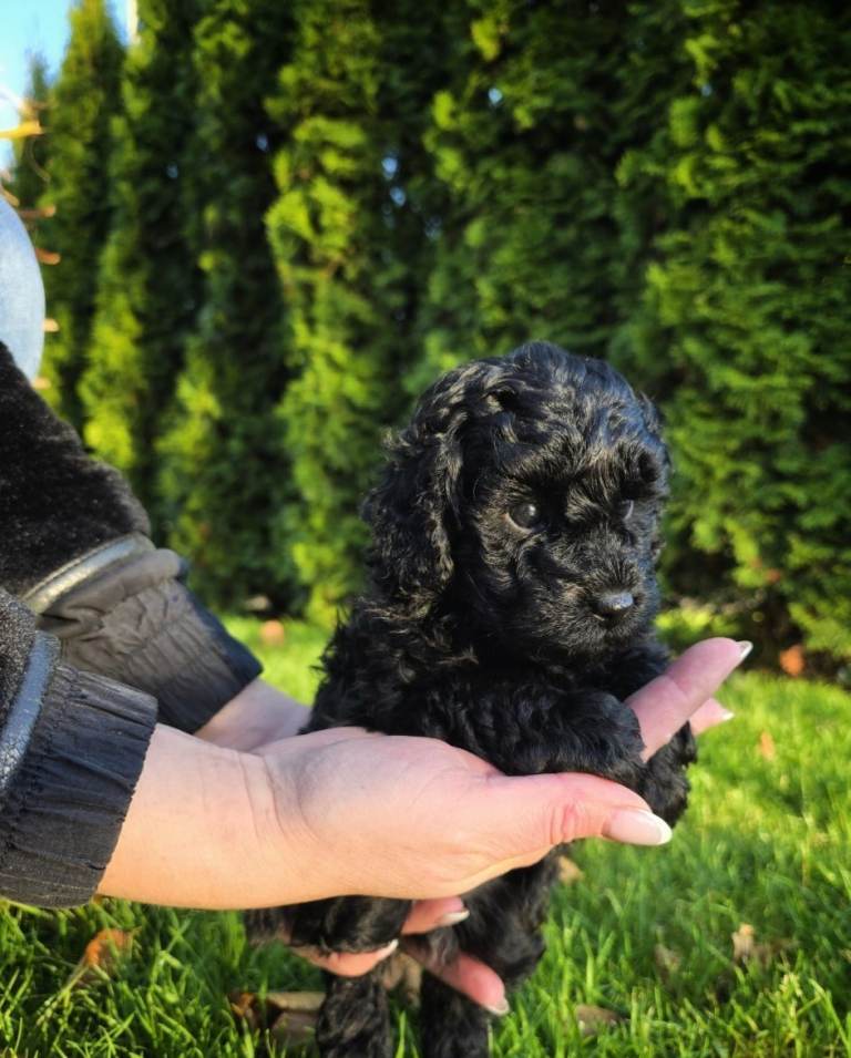 🖤 Black Toy Poodle Puppy – Female 