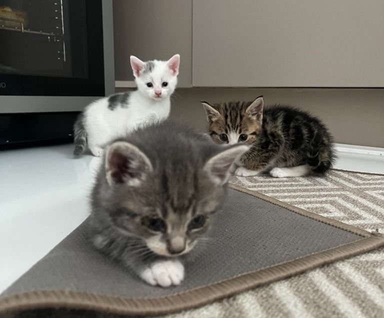 Tabby kittens 
