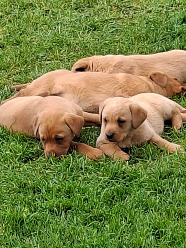 Labrador pups