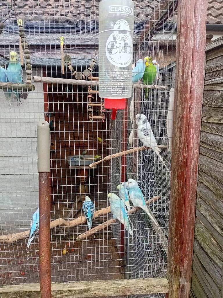 Young Budgies 