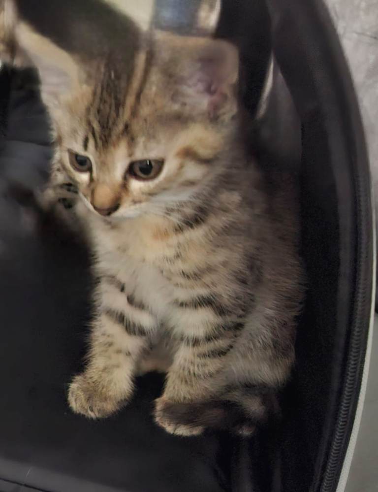 Tortoiseshell female kitten
