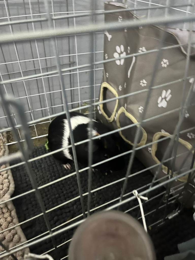 1 year old guinea 
