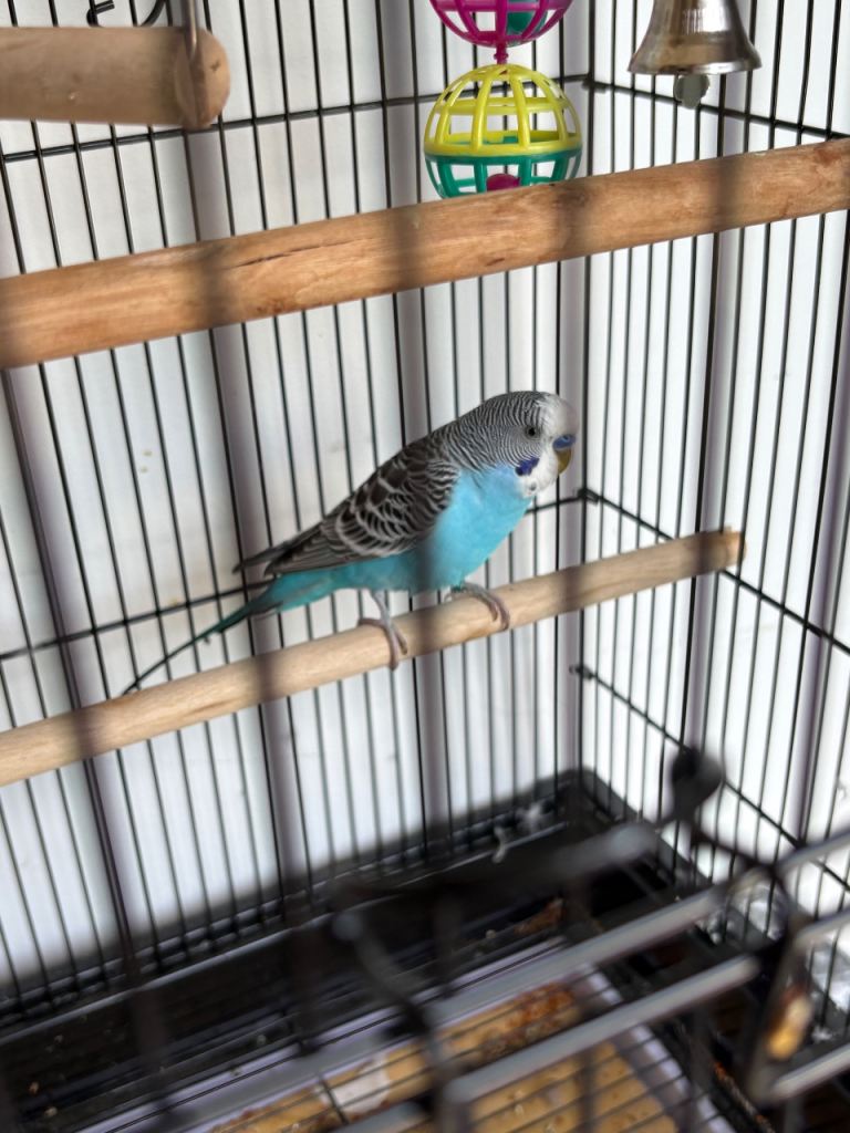 Tamed  young budgie with cage and food/ accessories  newly bought 