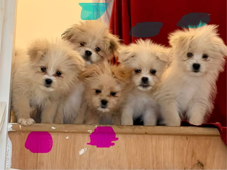 5 Gorgeous Pomeranian Cross Puppies Ready To Go Now 