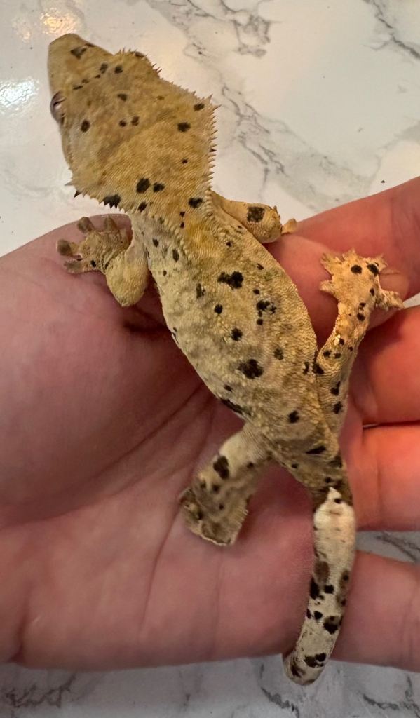 2 x Crested Gecko’s with full setup 