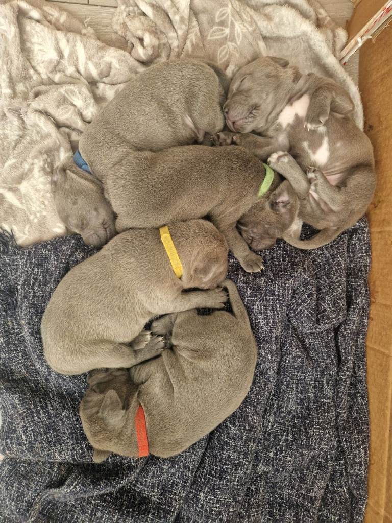 Blue Staffordshire bull terrier puppies