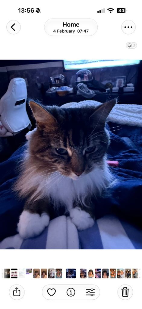Long domestic hair female cat 