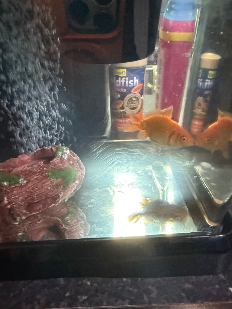 Title Goldfish with Complete Tank Setup – Ready to Go