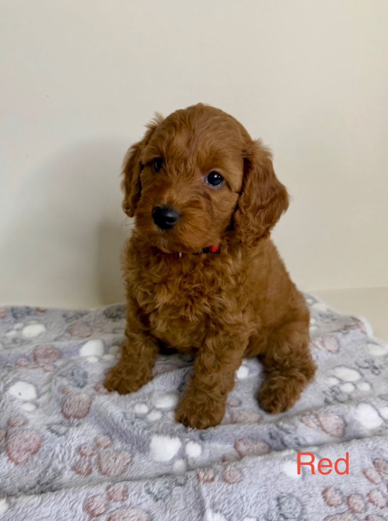 Stunning Deep Red Cockapoo Puppies