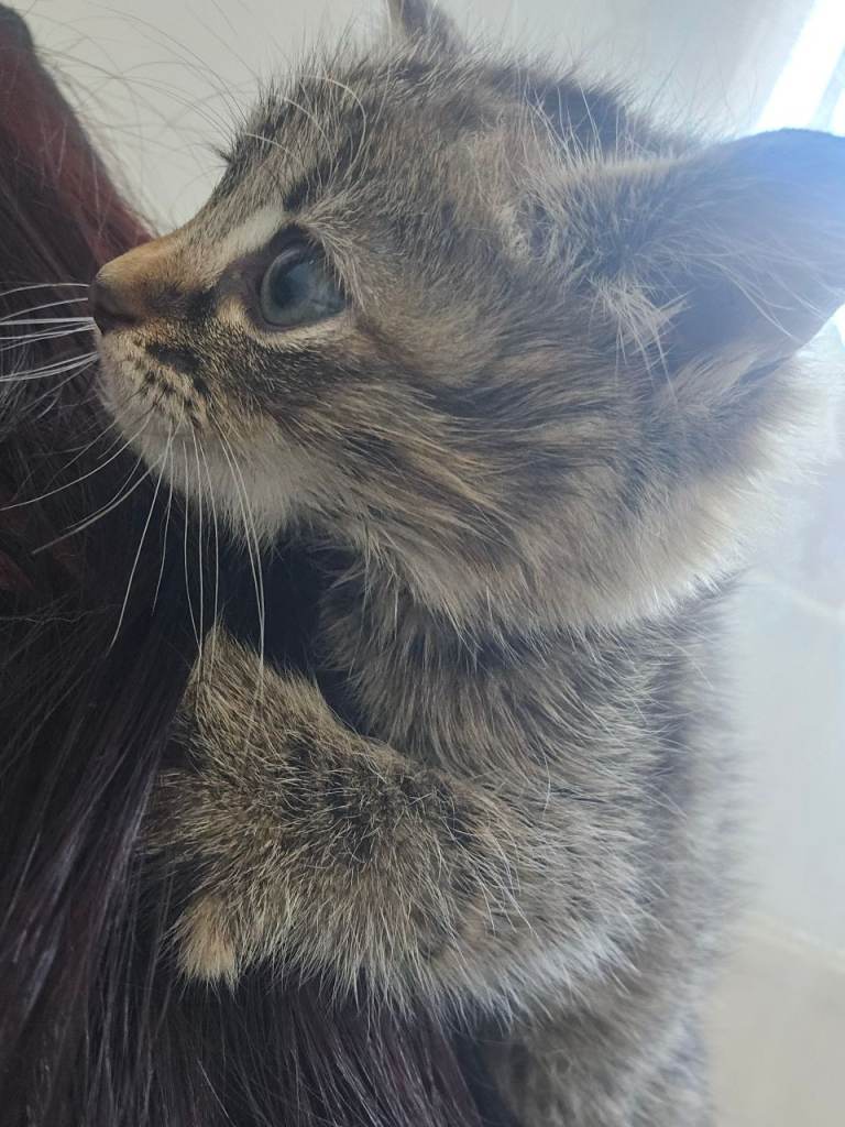 3 British shorthair tabby mixed