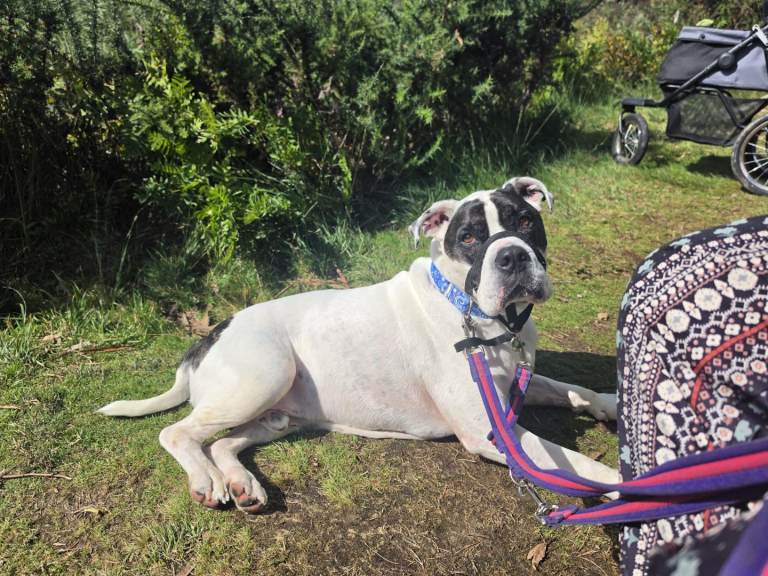 Rehome