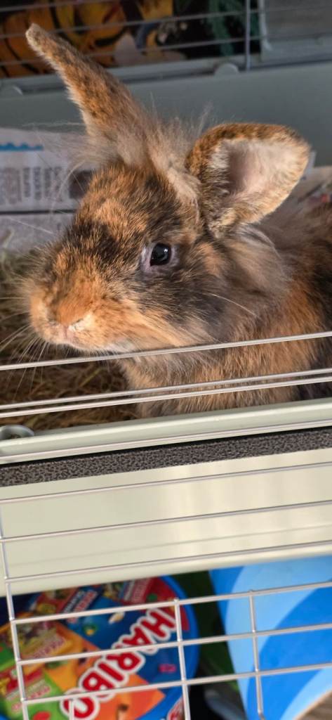 X2 rabbits lop and lionhead