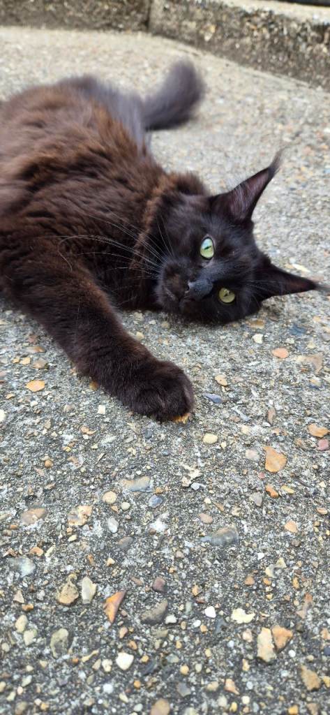 Black/Brown Mainecoon