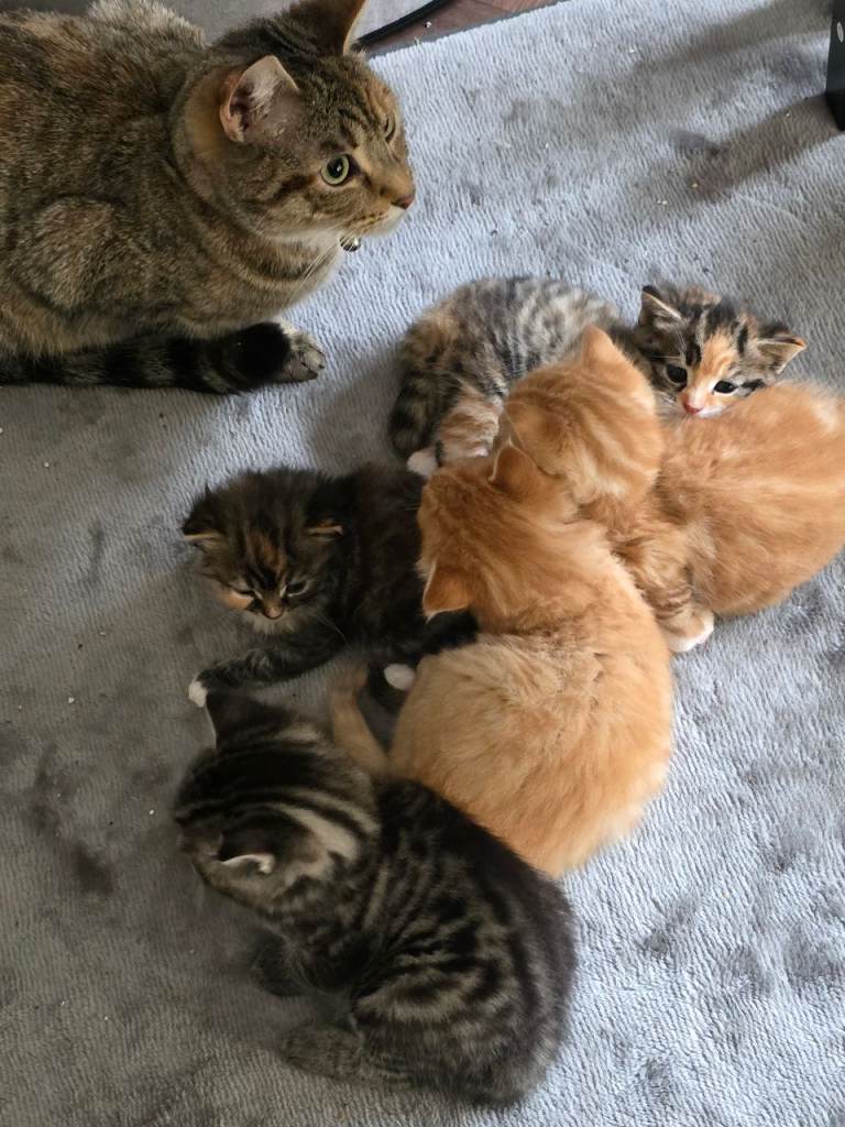 Cats for sale