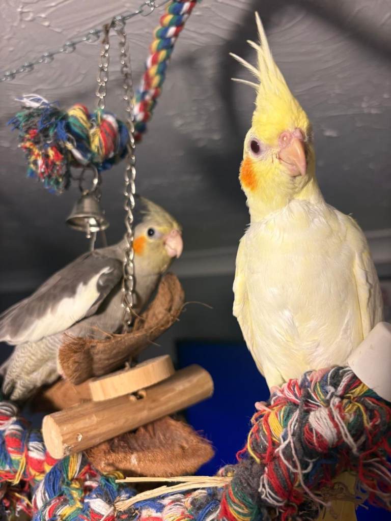 Baby Cockatiels 