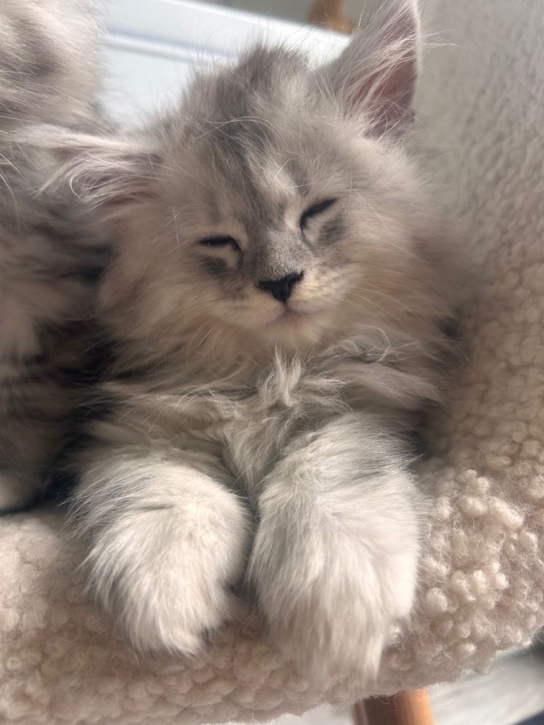 Maine Coon kittens