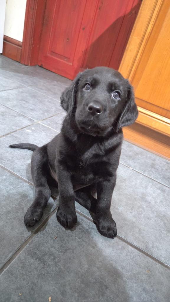 Labrador puppies 