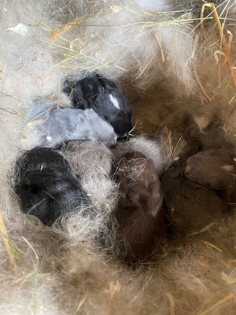 Mini lop Baby Rabbits