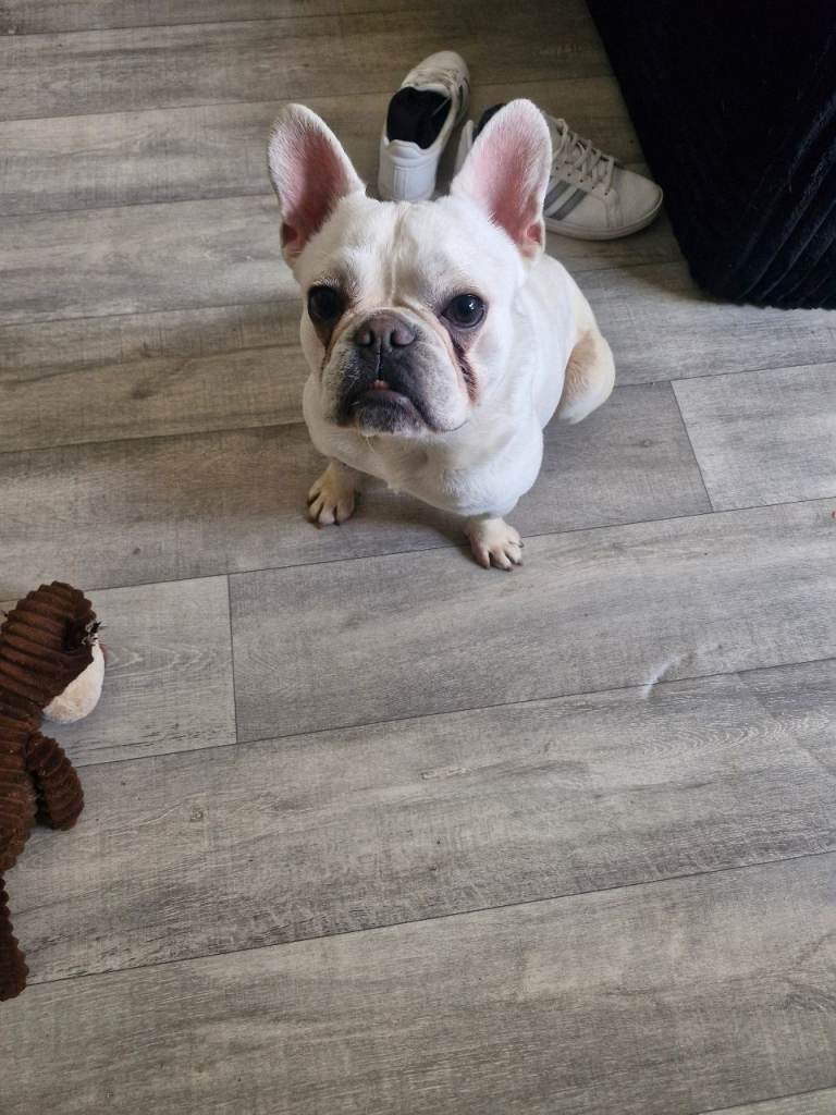 Male Frenchie