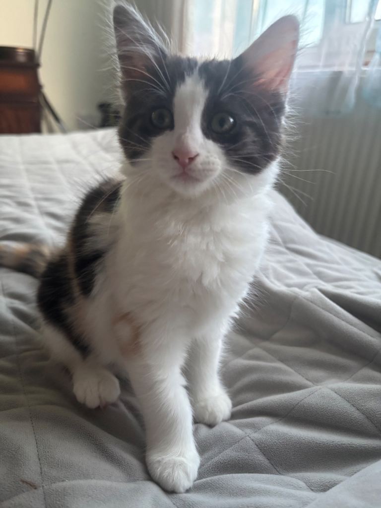 Fluffy  3 coloured kitten girl 