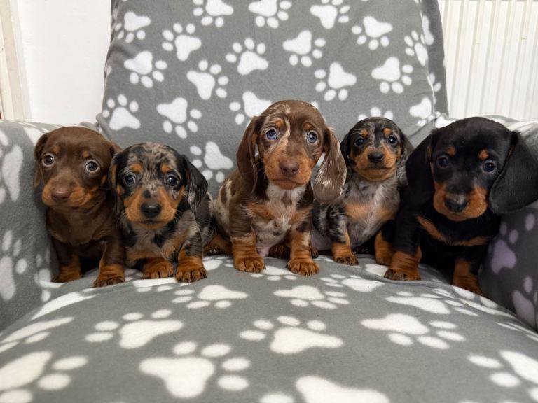 Miniature Dachshund puppies 