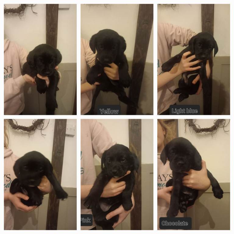 Labrador x cocker spaniel puppies for sale