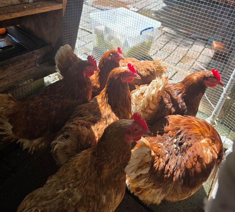 Hens (laying eggs almost everyday)