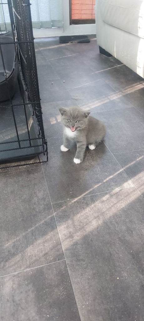 Selling Blue British shorthair kitten