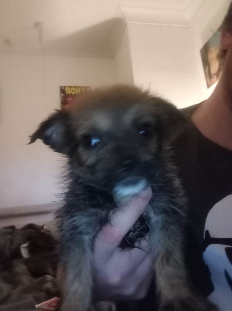 8 week old mix breed pups £350 ono