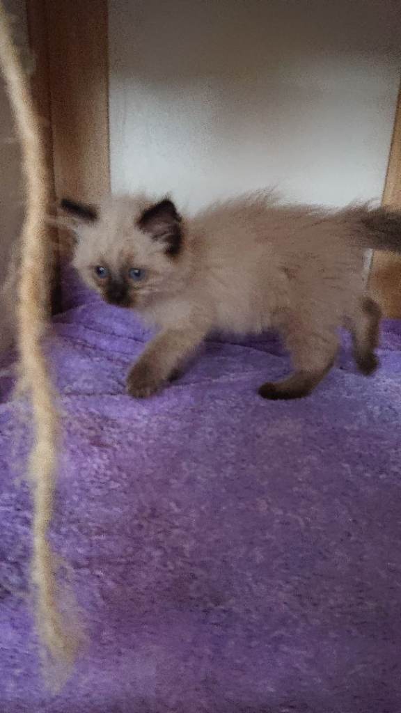 RAGDOLL last boy left 300Ł now😻😺😽