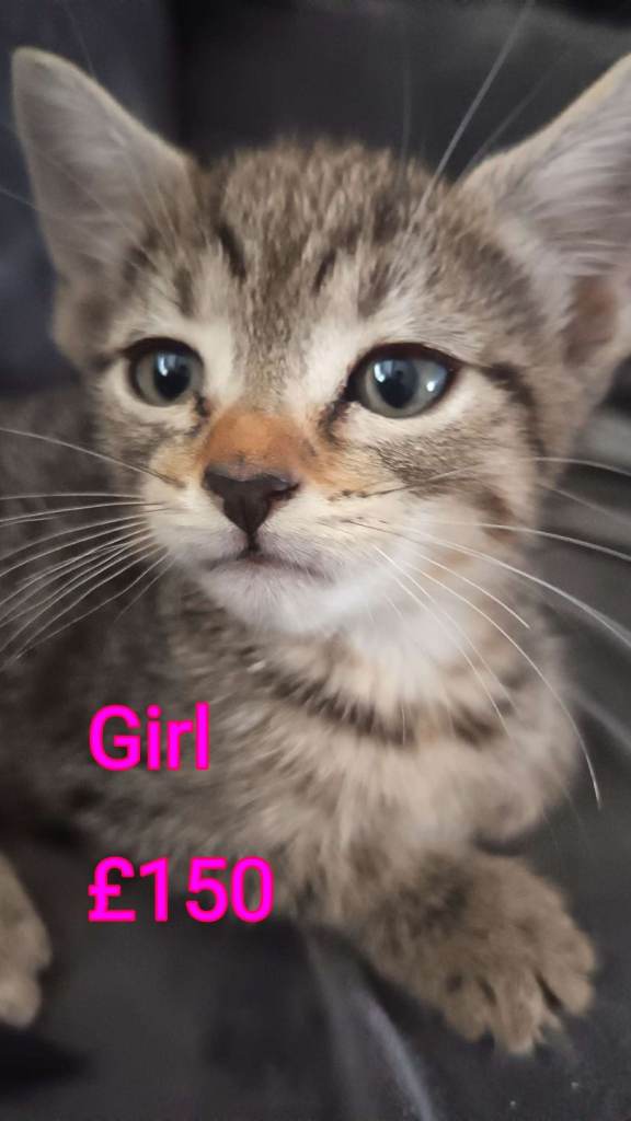 3 beautiful kittens