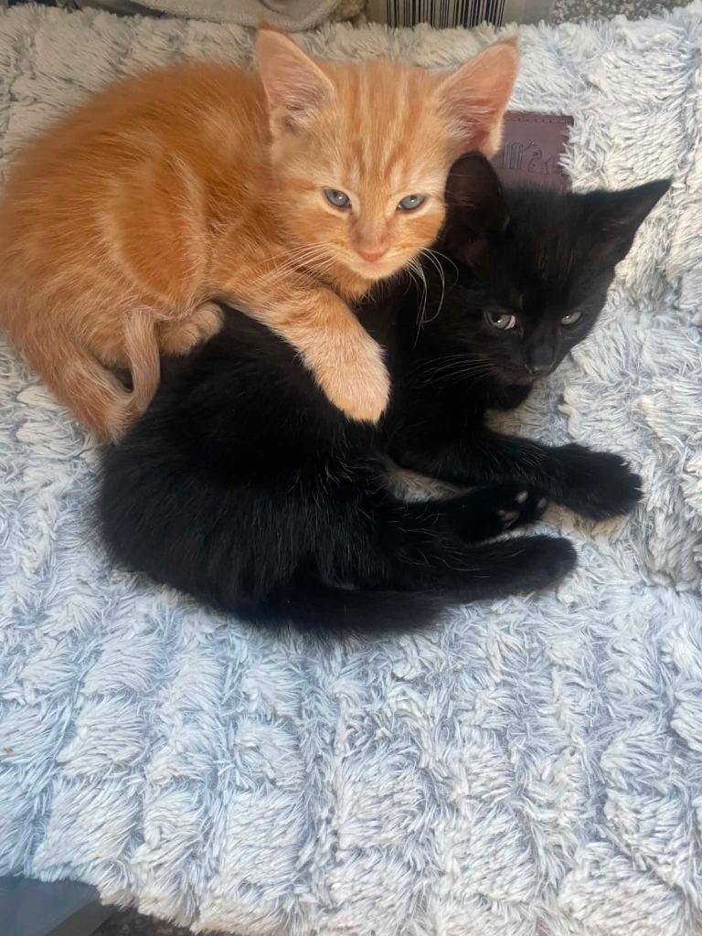 ✅ Two sweet boys — healthy, playful & friendly