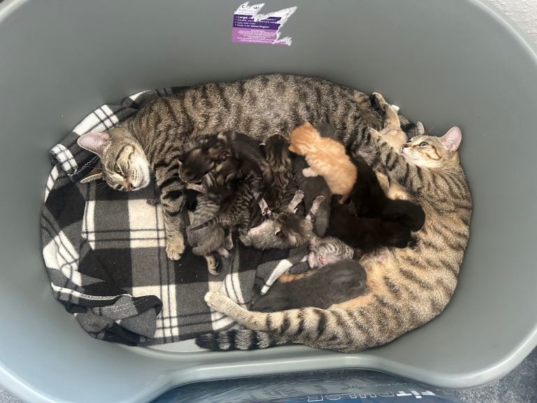 Kittens for sale