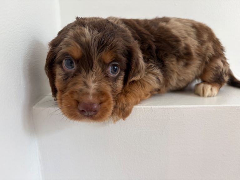 1 left Cocker spaniel puppies