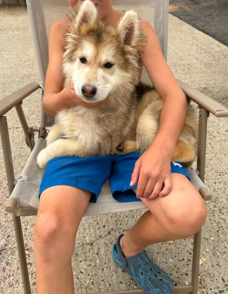 Beautiful German shepherd puppy for sale 