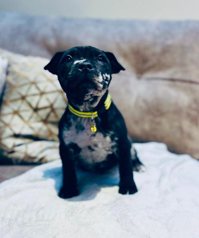 Staffordshire Bull Terrier pup