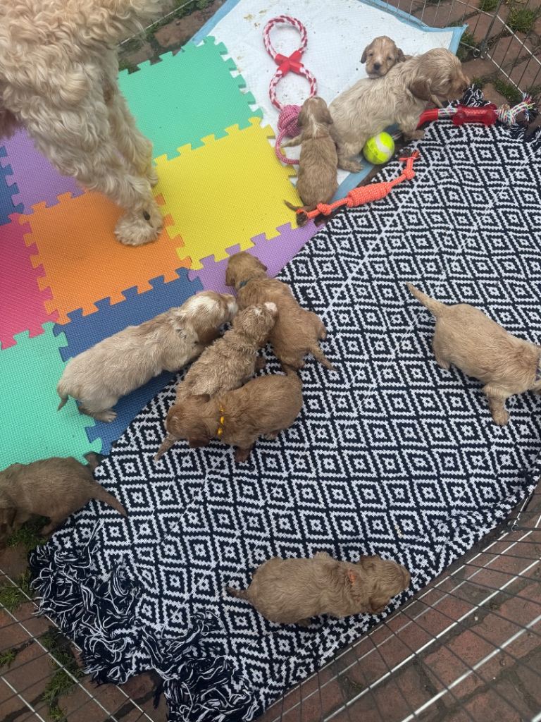 Cockapoo puppies for sale 