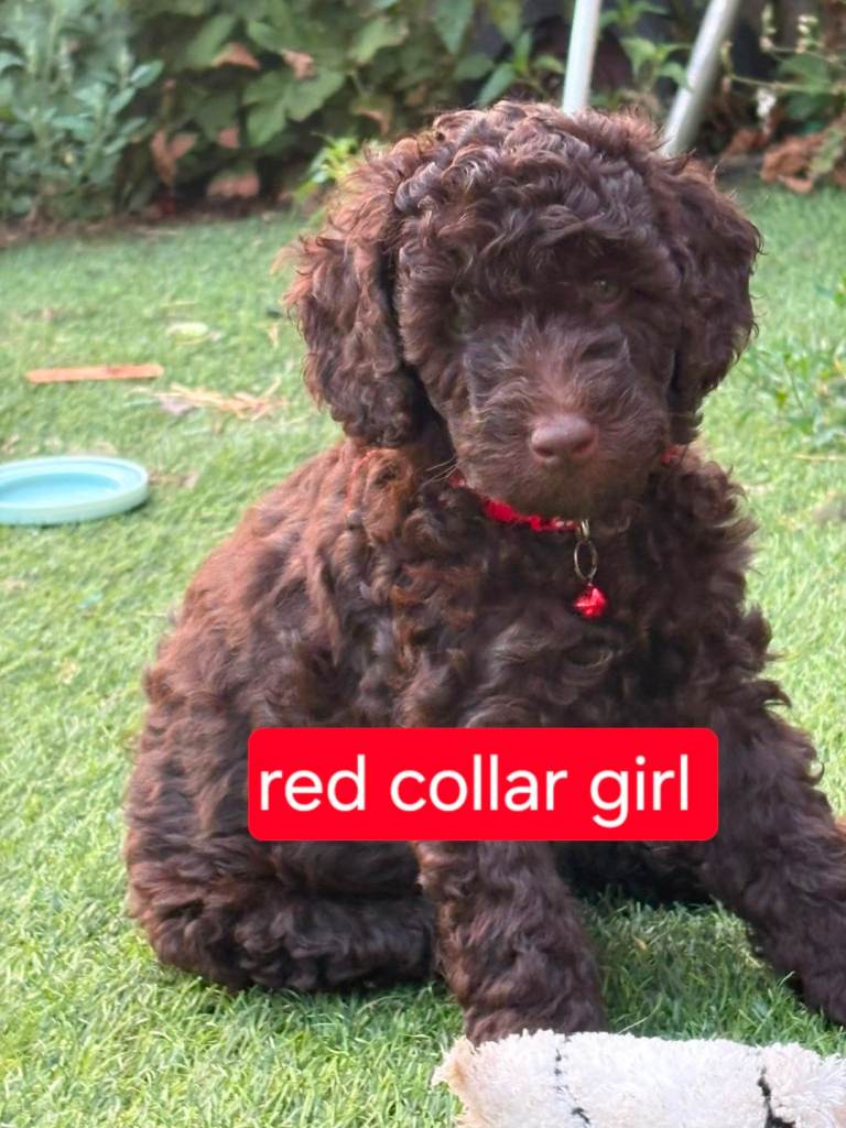 Cockapoo puppies 