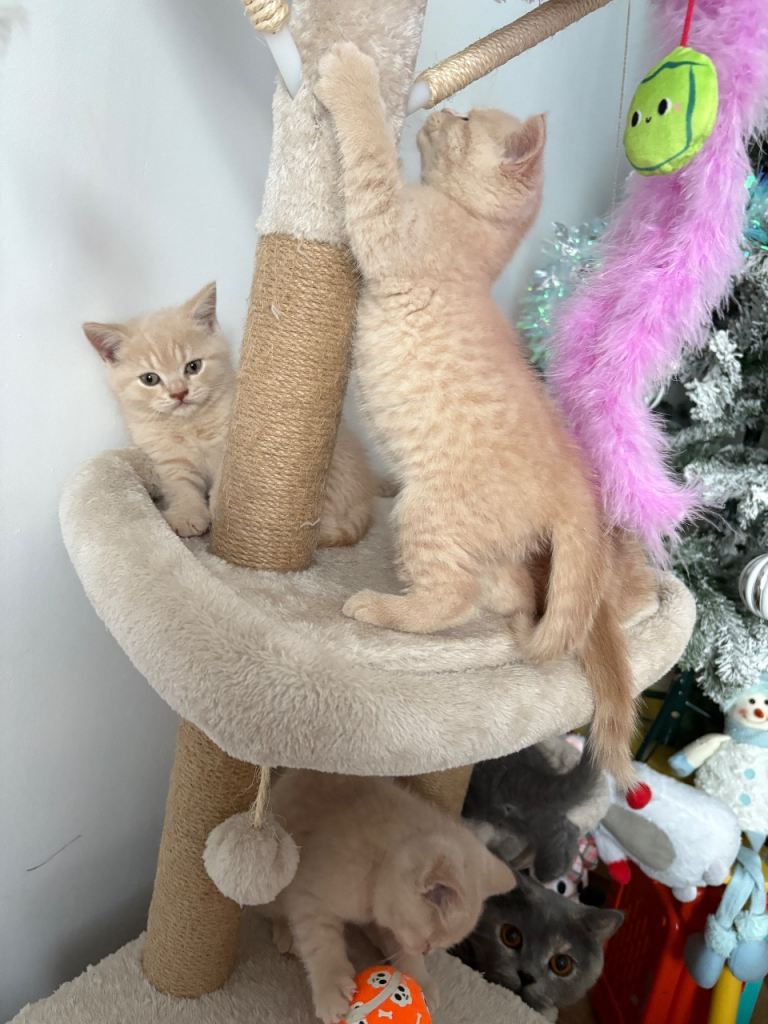 Microchipped + 1st Vaccination done (23/12/2025) – Ready now