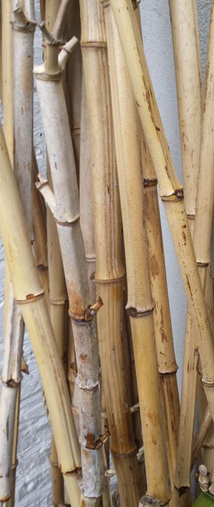 Long Lengths of Thick Bamboo CANES